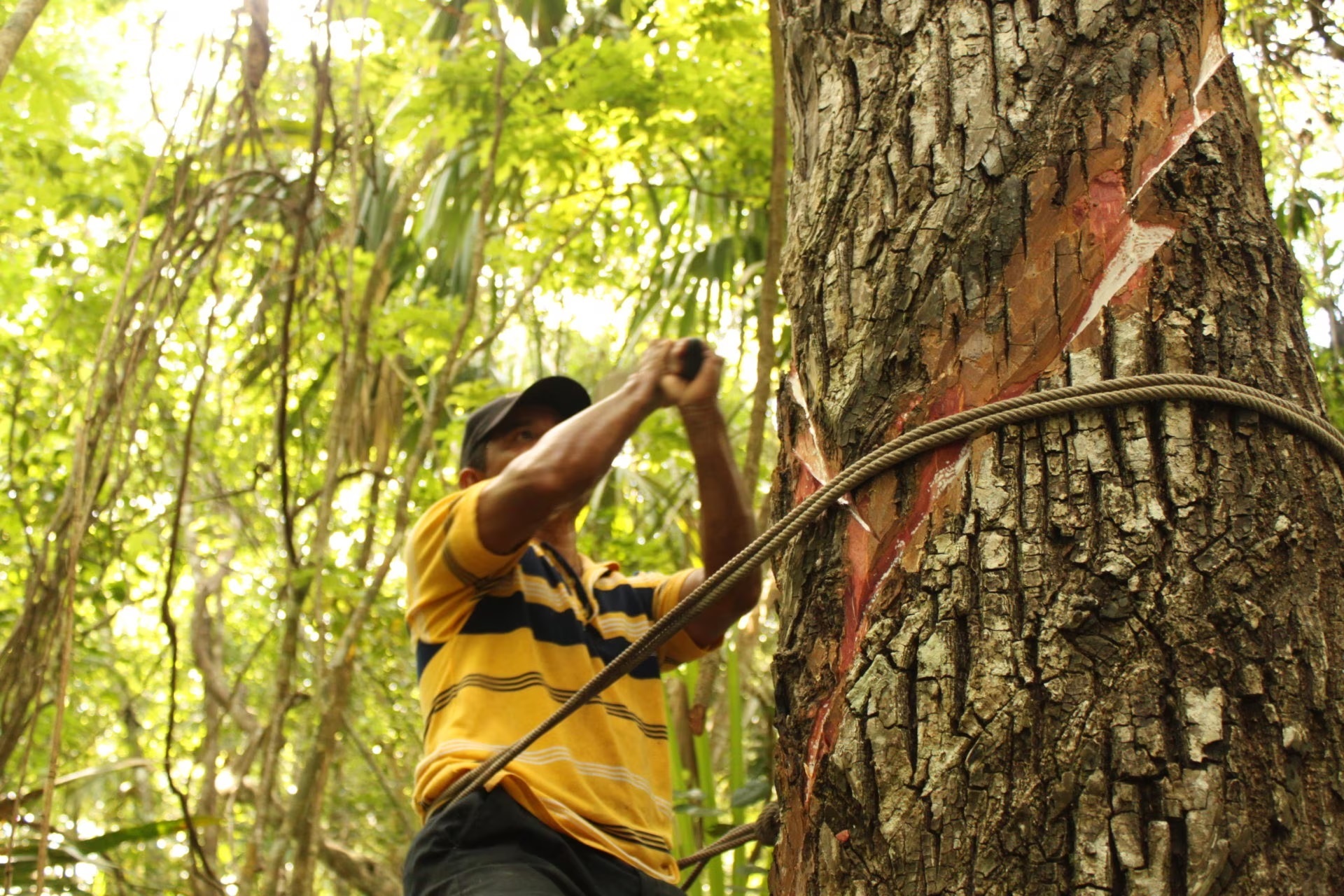 Árbol de Zapote